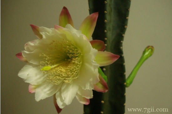 量天尺的扦插繁殖方法