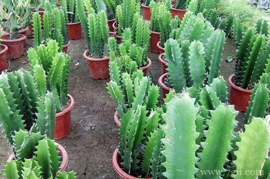 量天尺的扦插繁殖方法