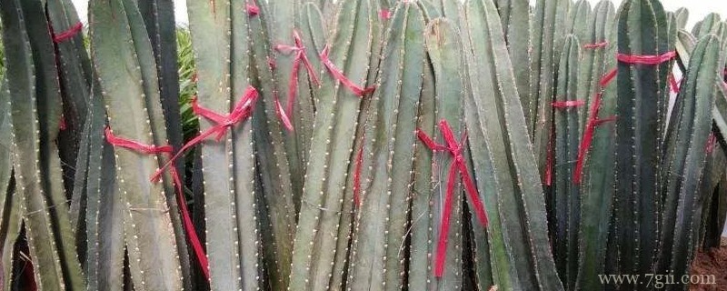 量天尺寓意是什么意思