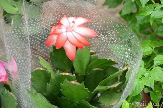 量天尺寓意是什么意思