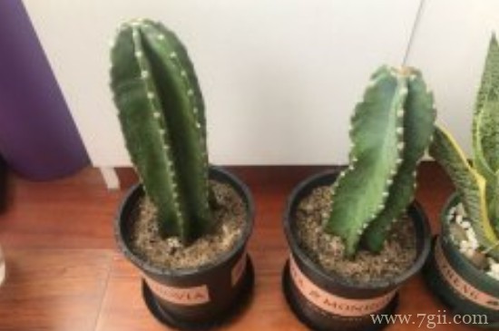 量天尺寓意是什么意思