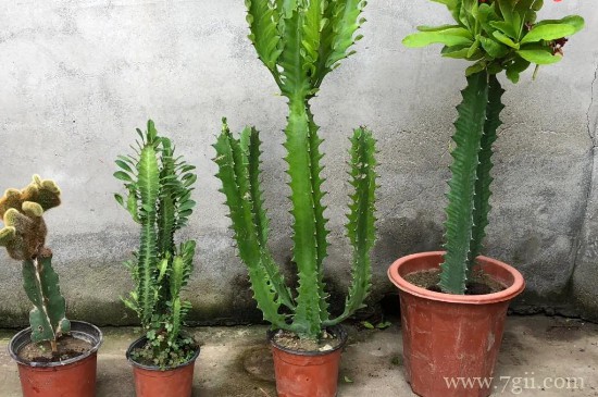 量天尺发黄什么原因