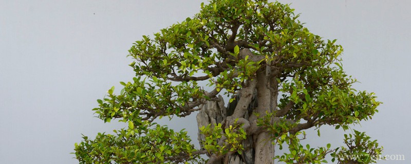 小叶榕盆景怎样室内养