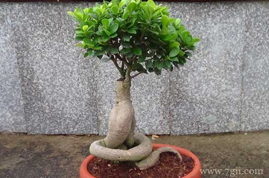 小叶榕盆景怎样室内养