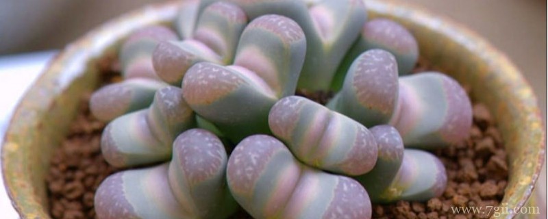 生石花冬天多久浇一次水