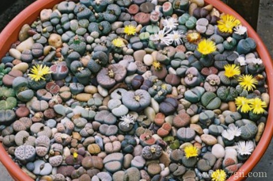 生石花冬天多久浇一次水