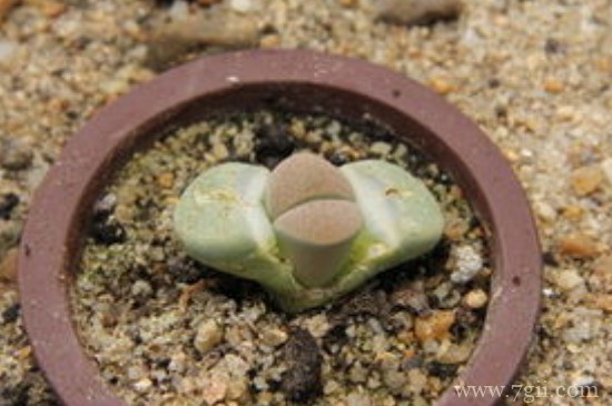 生石花冬天多久浇一次水