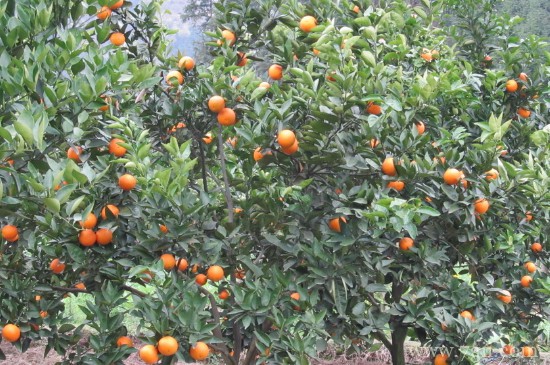 桔子树施什么肥才会甜