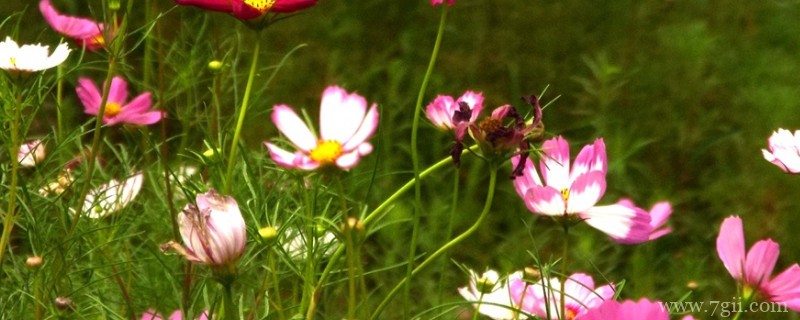 十二月份适合播种什么花种子