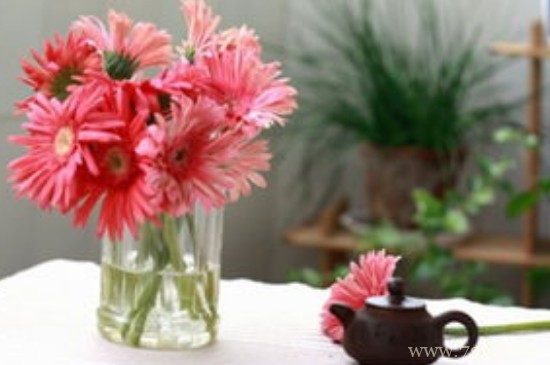 十二月份适合播种什么花种子