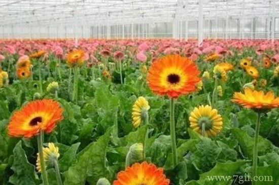 十二月份适合播种什么花种子