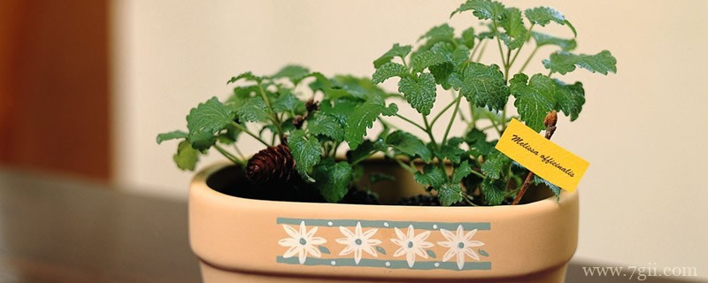 木本植物的生命周期分为哪几个时期?每个时期的特点有哪些?