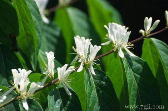 木本植物的生命周期分为哪几个时期?每个时期的特点有哪些?