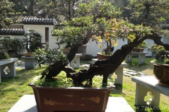 蓬莱松冬季的养殖方法