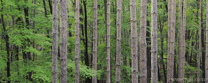 冬季剪树什么时间最佳