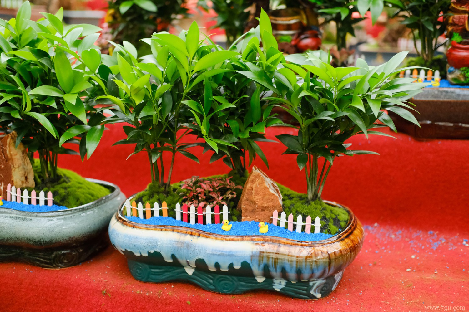 为什么家里不养竹柏