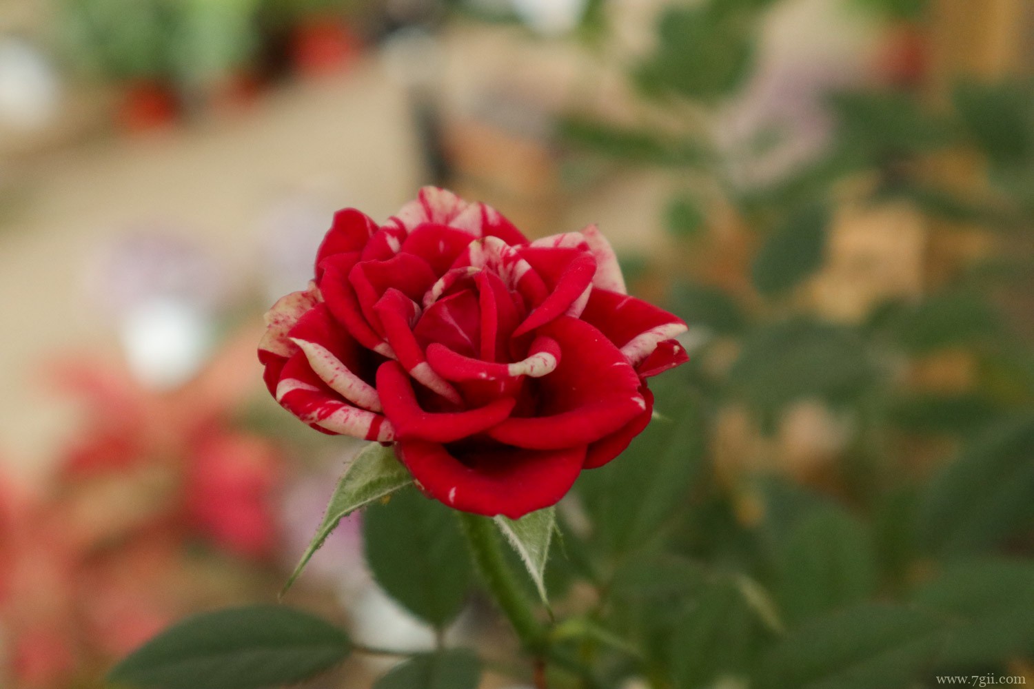 月季 花的别称和雅称