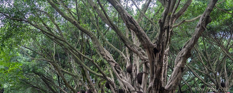 古树名木保护管理办法