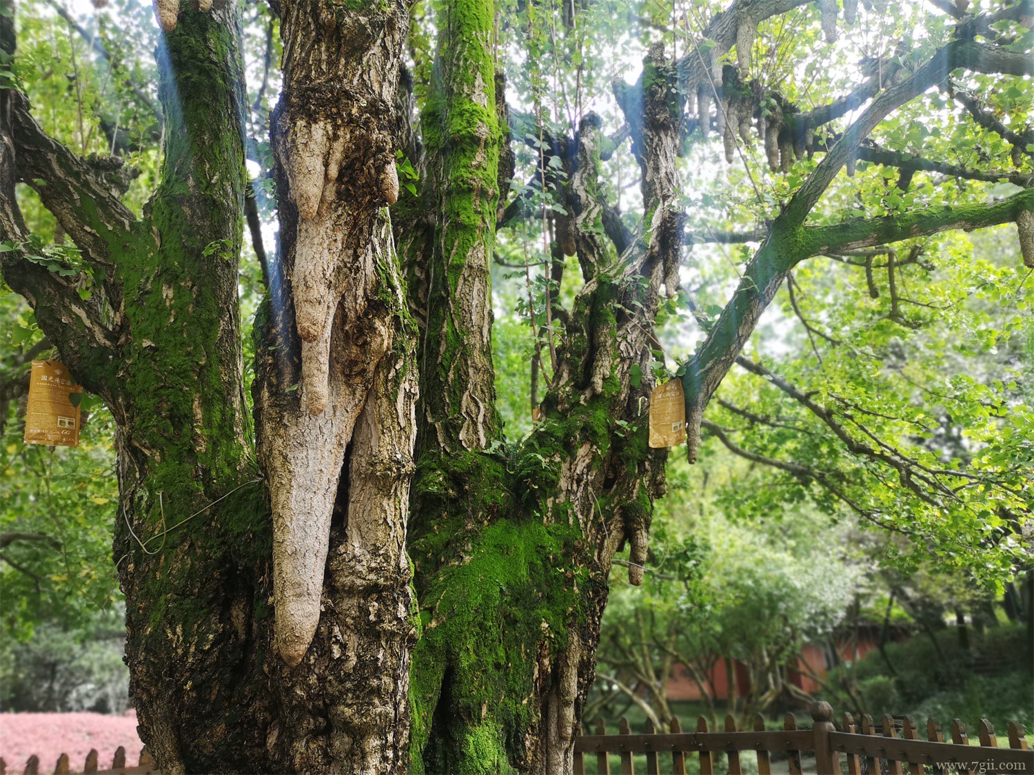 古树名木保护管理办法