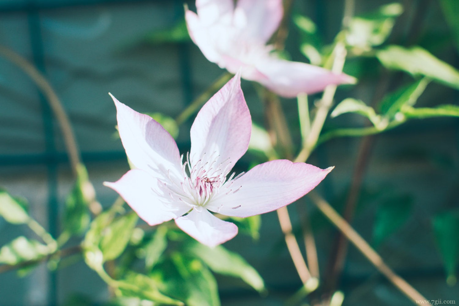 铁线莲 必买铁线莲三类勤花