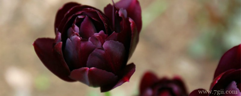 陆地上发光植物