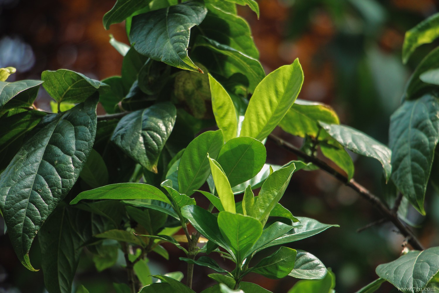 栀子花如何晒干食用