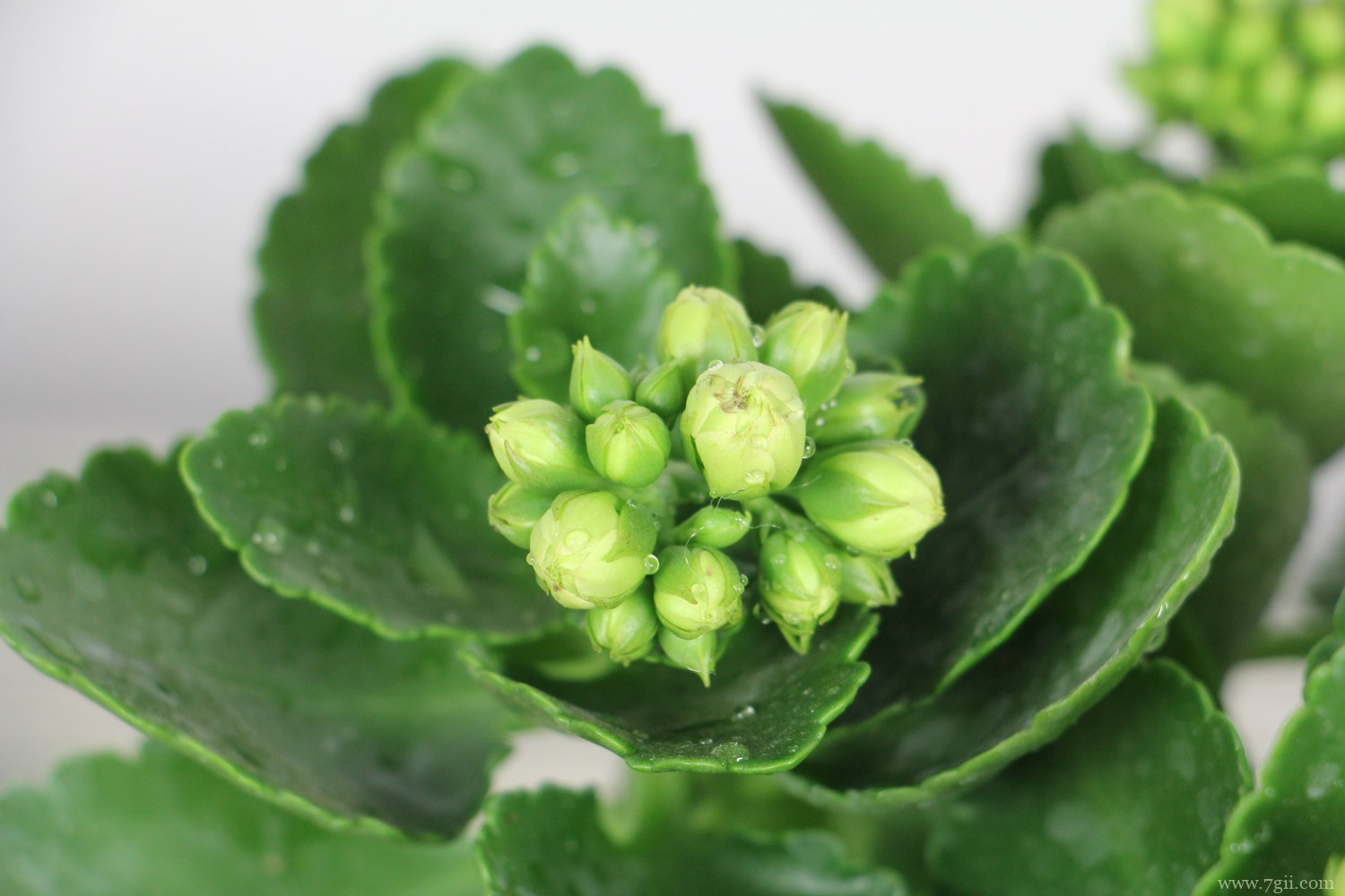 必买长寿花品种