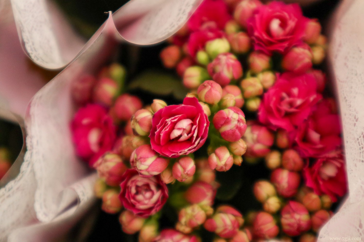 必买长寿花品种