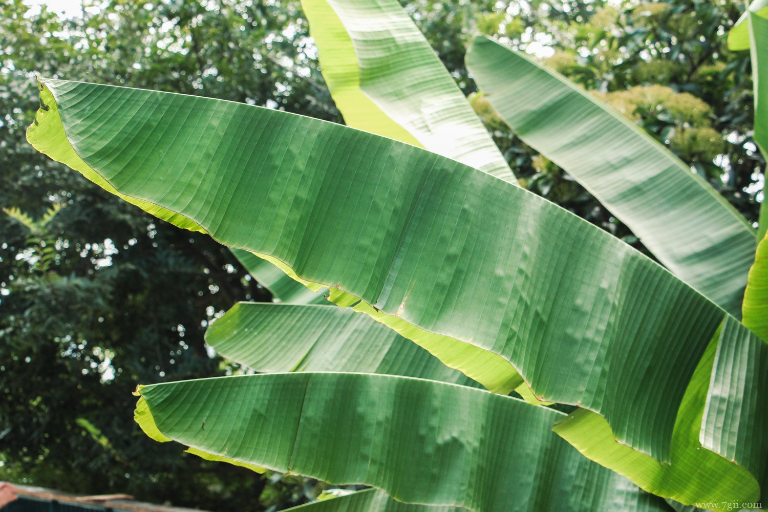 家里不能种的十种树