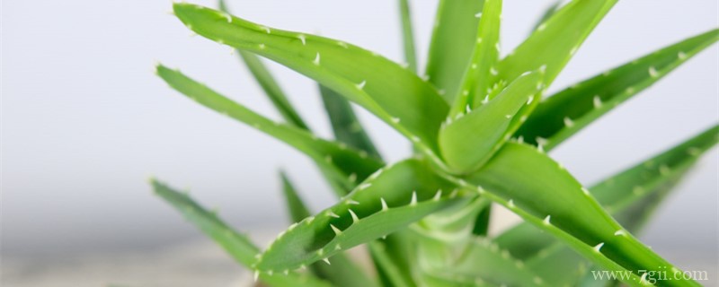 民间对芦荟开花的说法