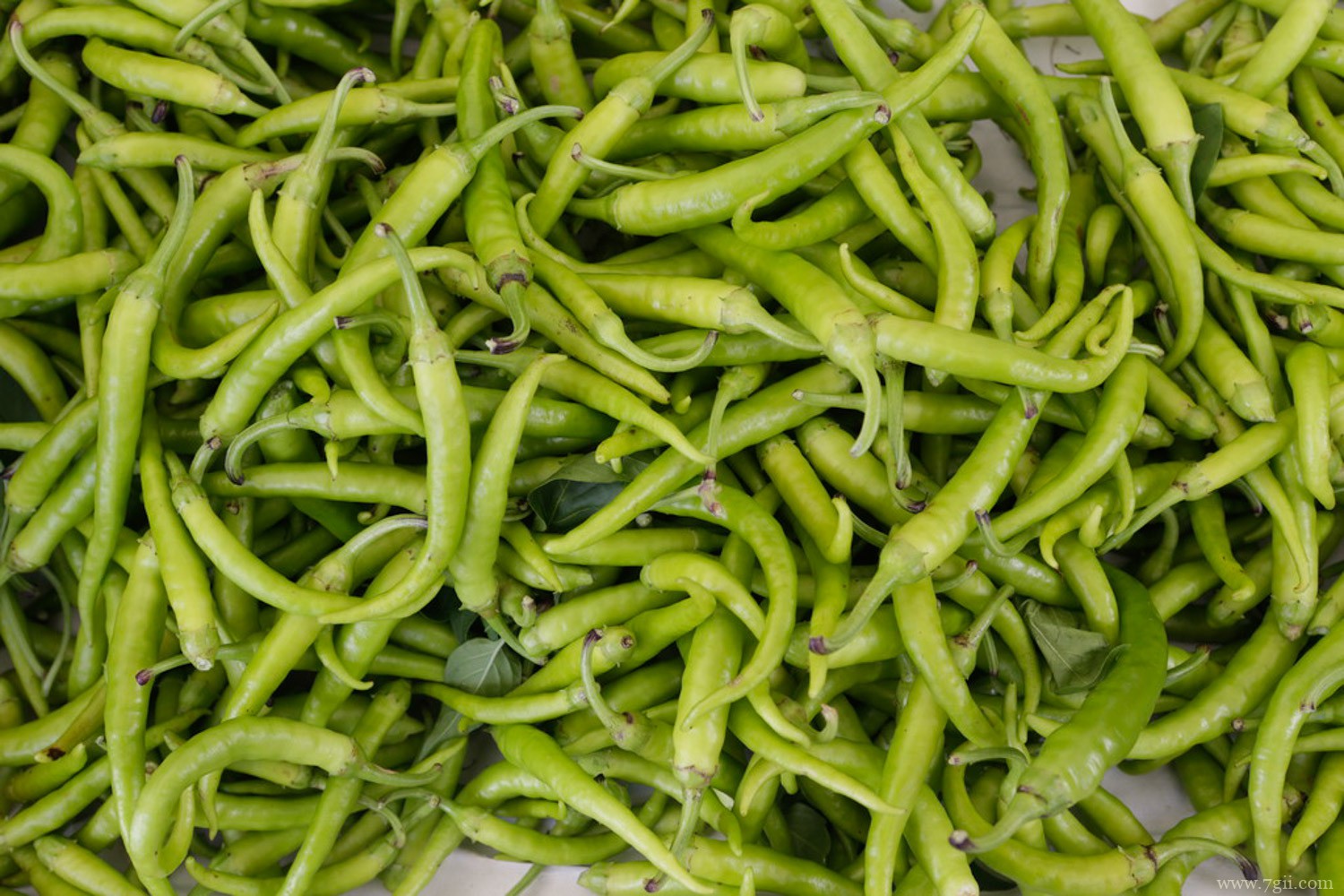 中国八大辣椒品种