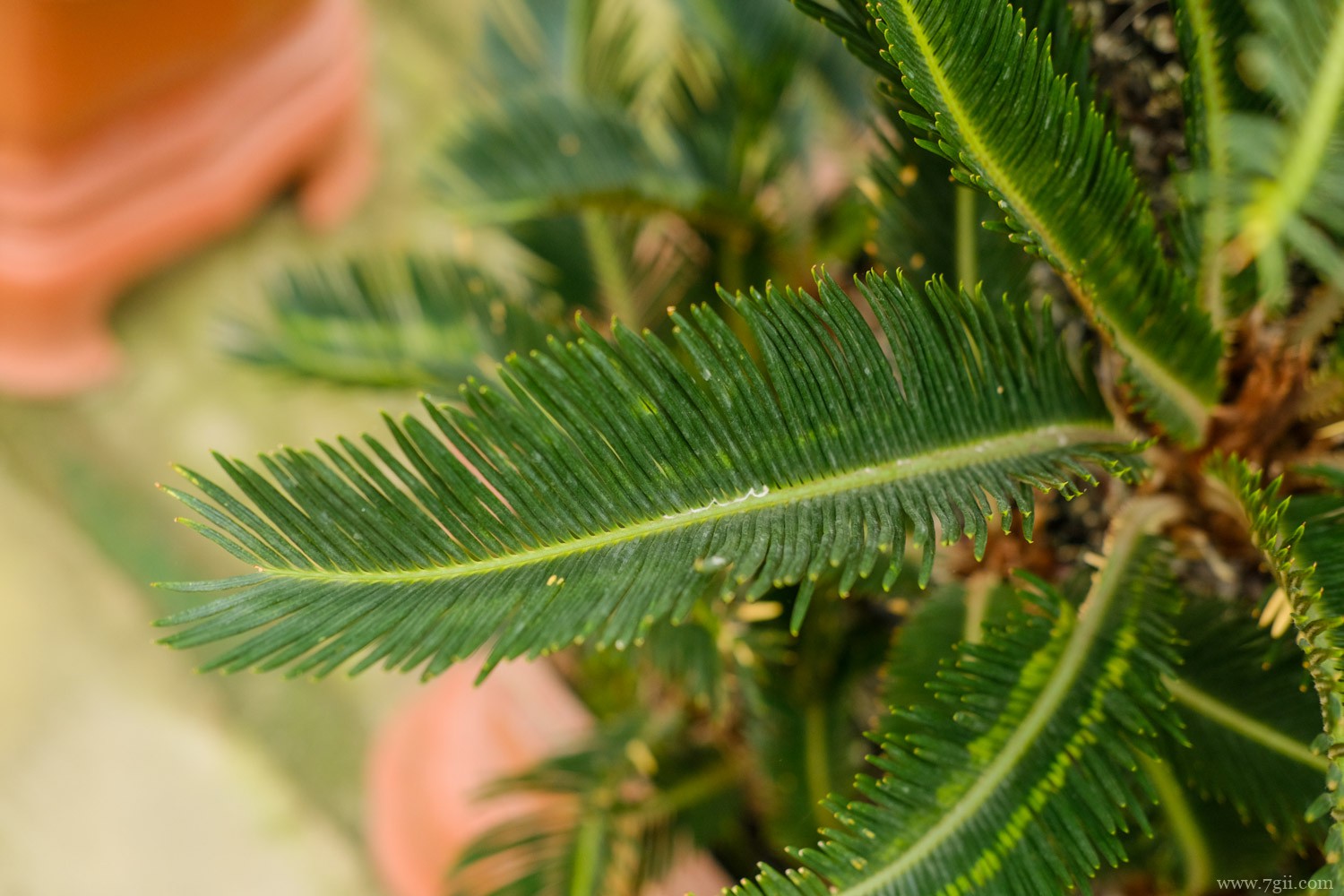 铁树开花象征什么意思