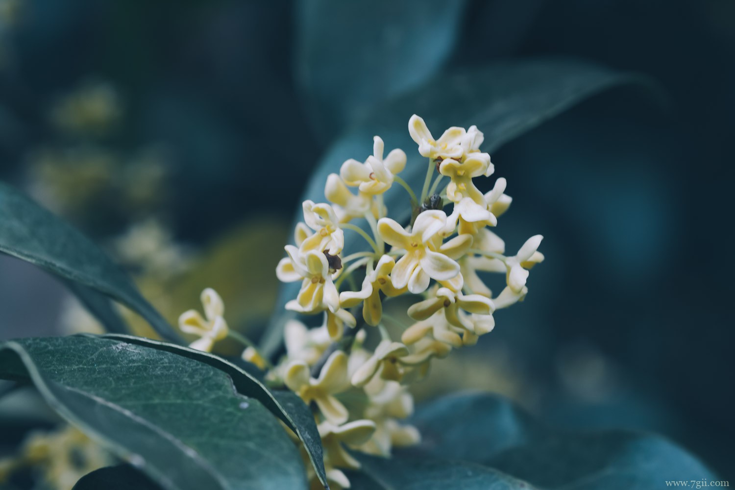 桂花 信阳适合养什么花,市花和市树是什么