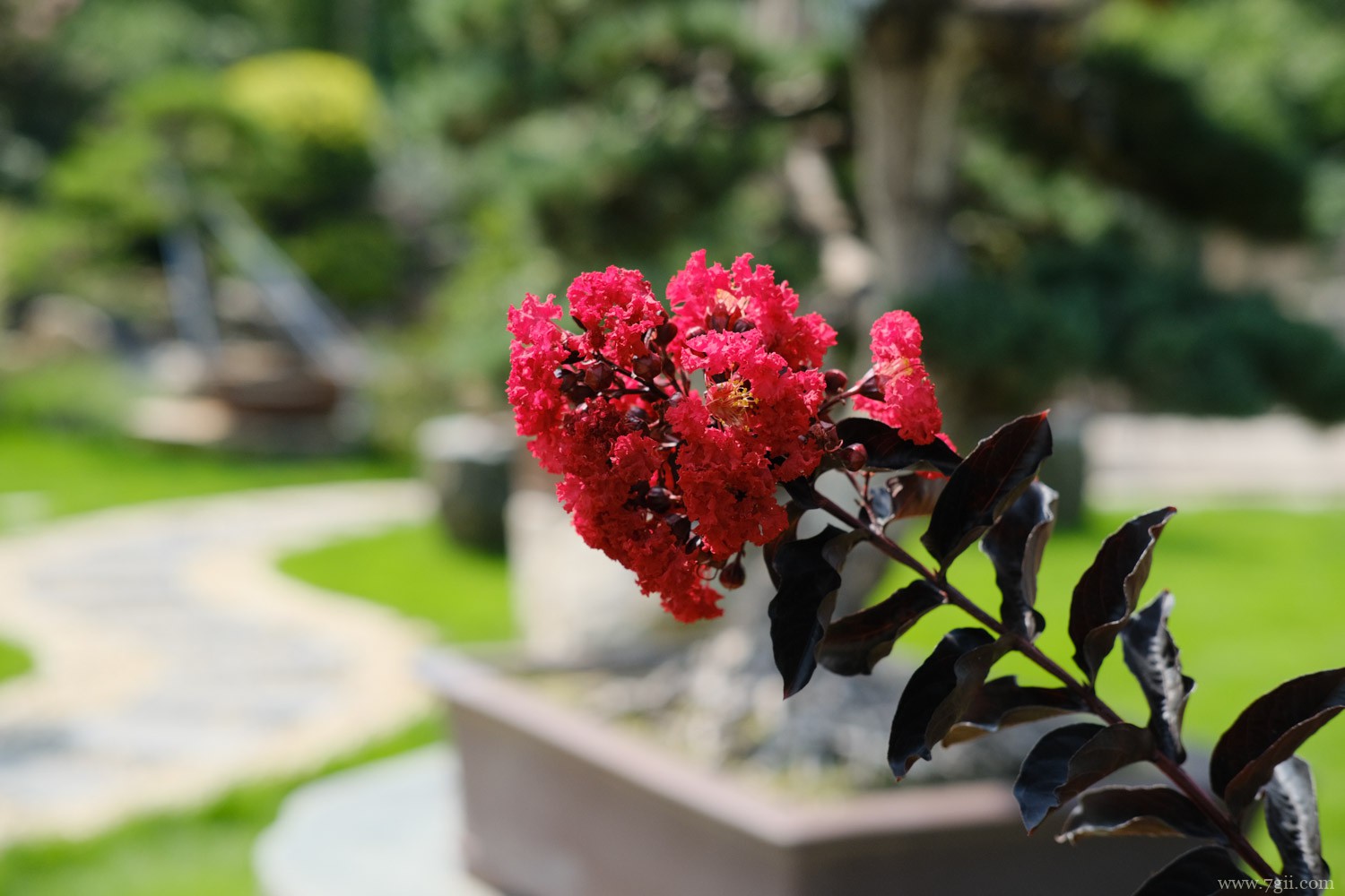 安阳适合养什么花，市花和市树是什么