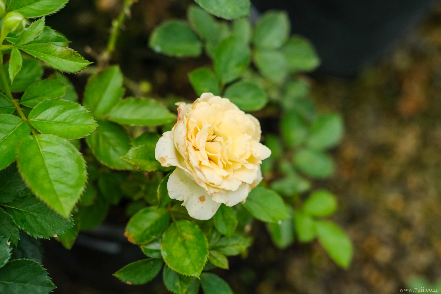 鄂州适合养什么花，市花和市树是什么