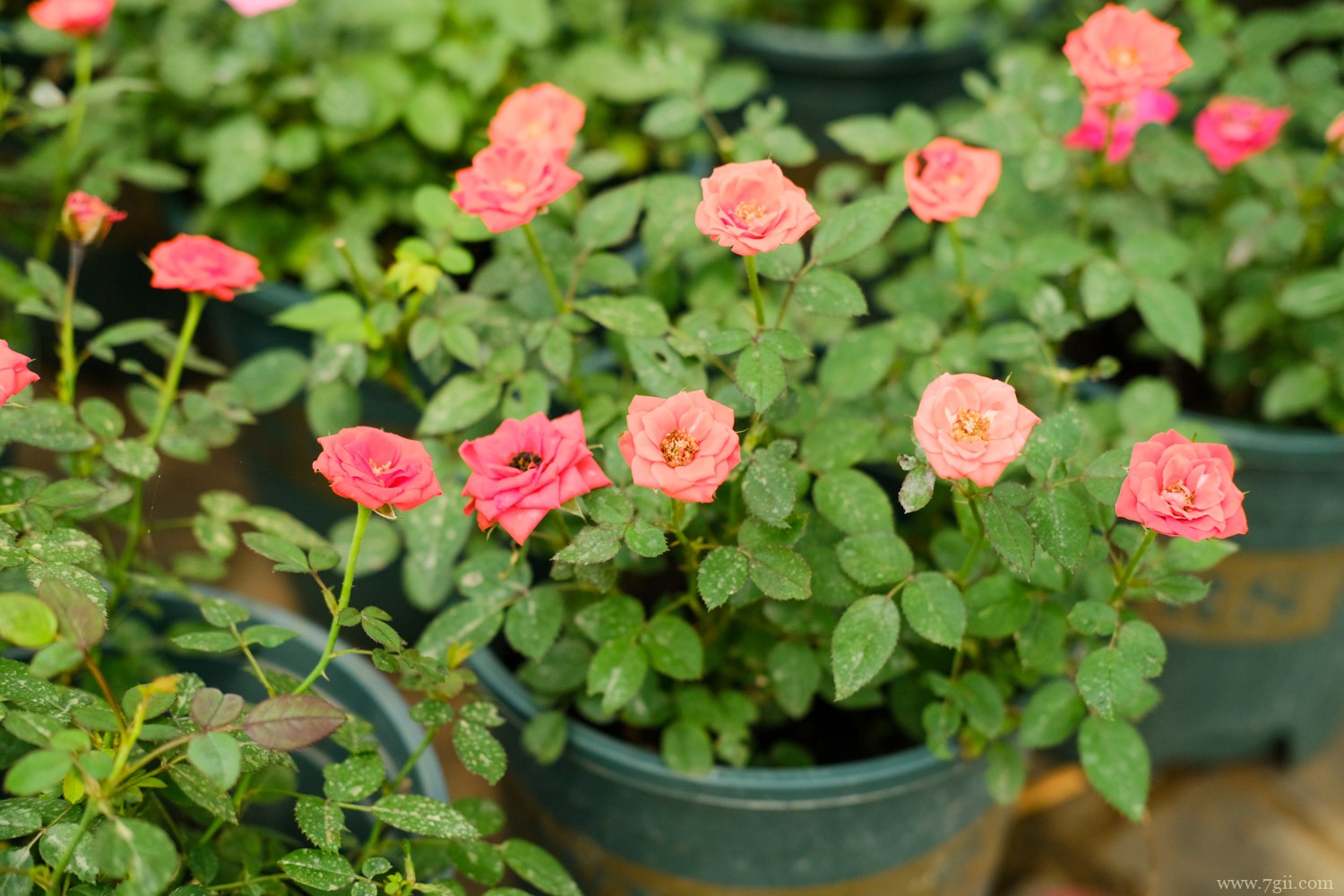 南阳适合养什么花，市花和市树是什么