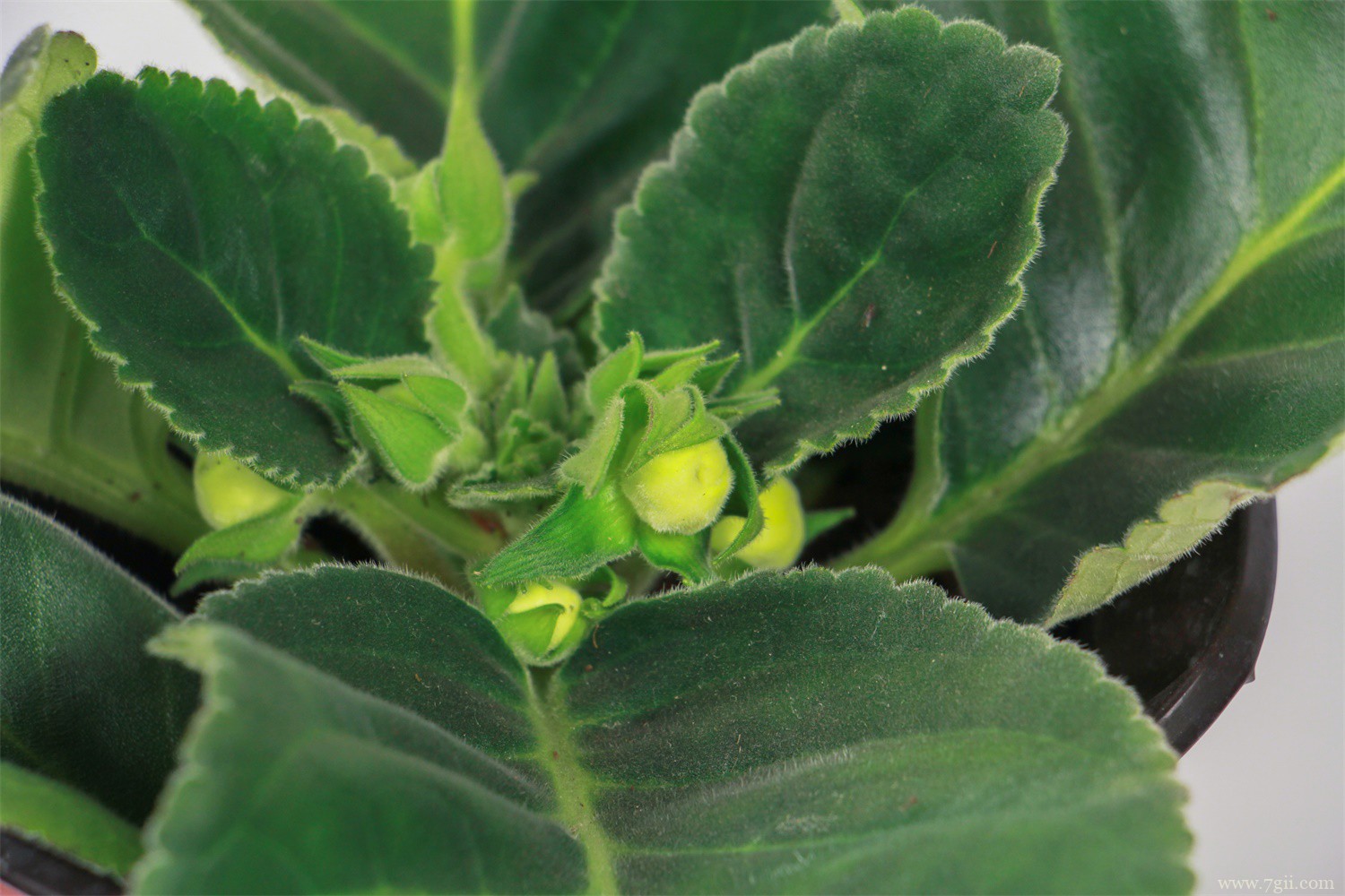 大岩桐 最耐阴的十大漂亮植物,十种室内最好养的植物盆栽