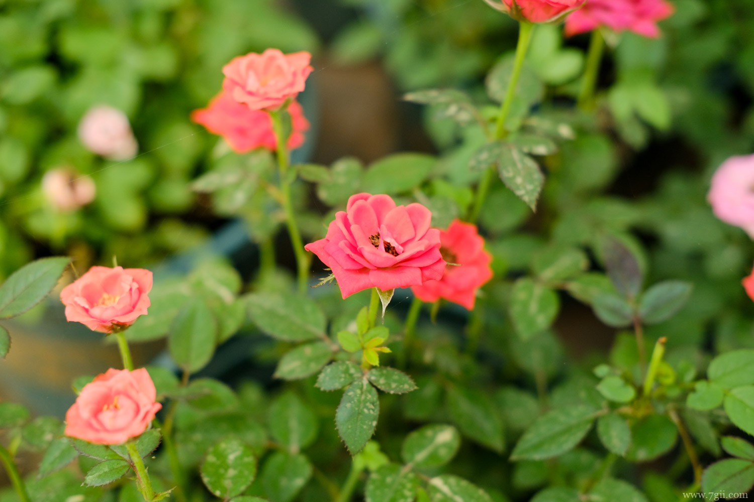 月季 常德适合养什么花,市花和市树是什么