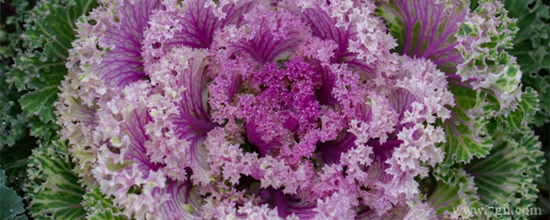 张家界适合养什么花，市花和市树是什么