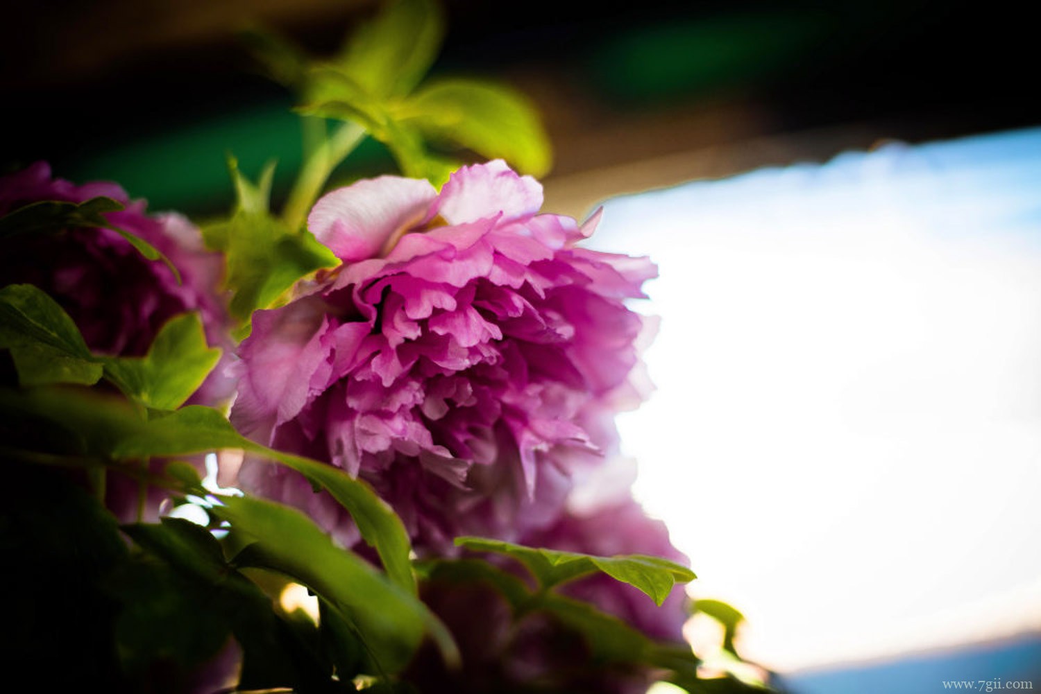 牡丹 滨州适合养什么花,市花和市树是什么