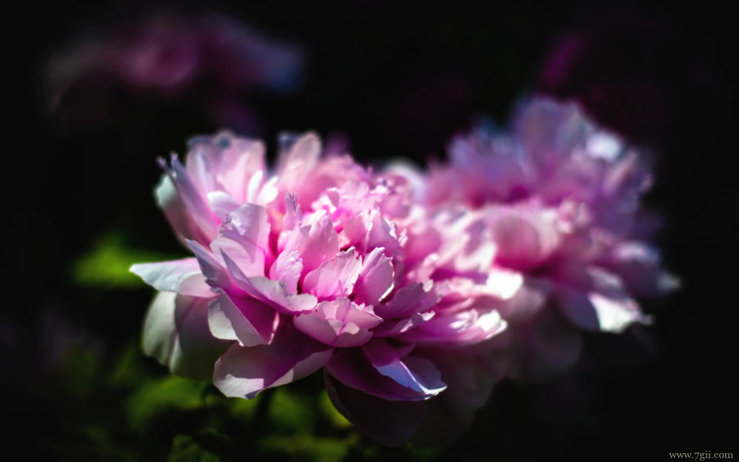 牡丹 枣庄适合养什么花,市花和市树是什么