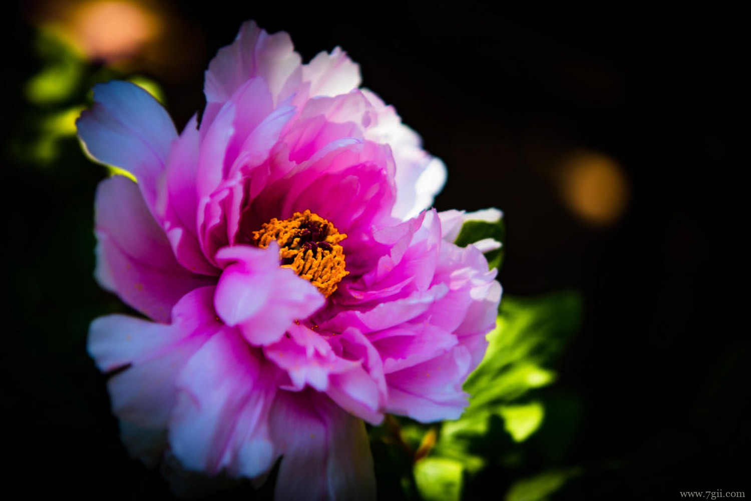 菏泽适合养什么花，市花和市树是什么