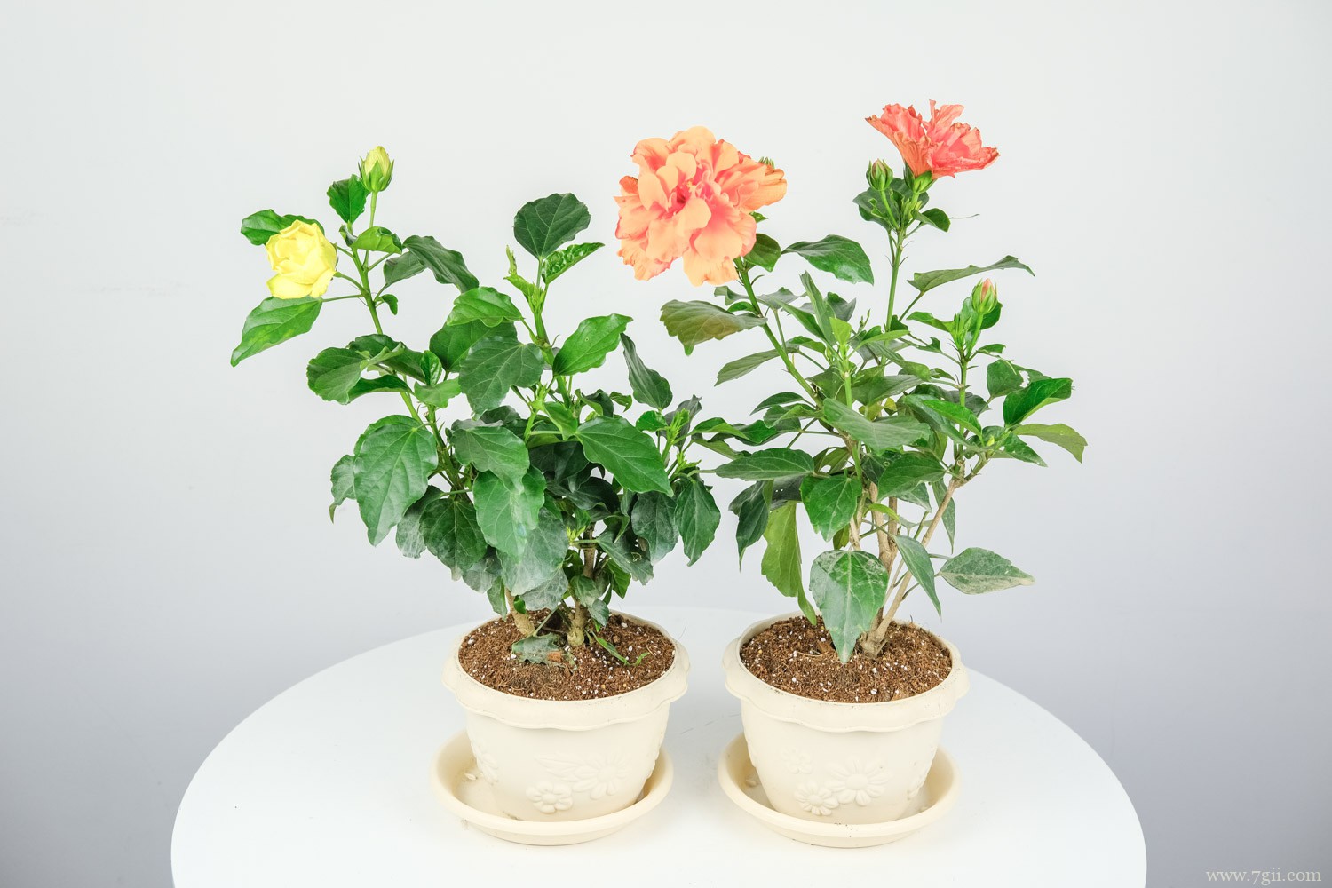 广元适合养什么花，市花和市树是什么