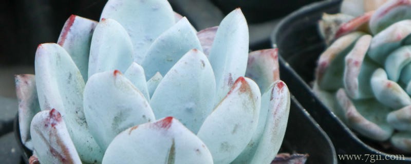 十大最漂亮的多肉植物