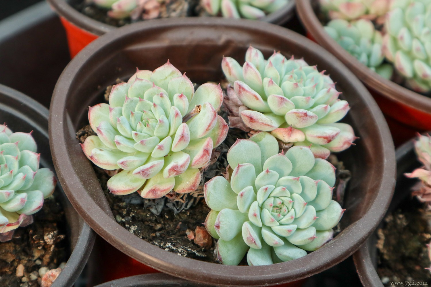 白姬莲 十大最漂亮的多肉植物