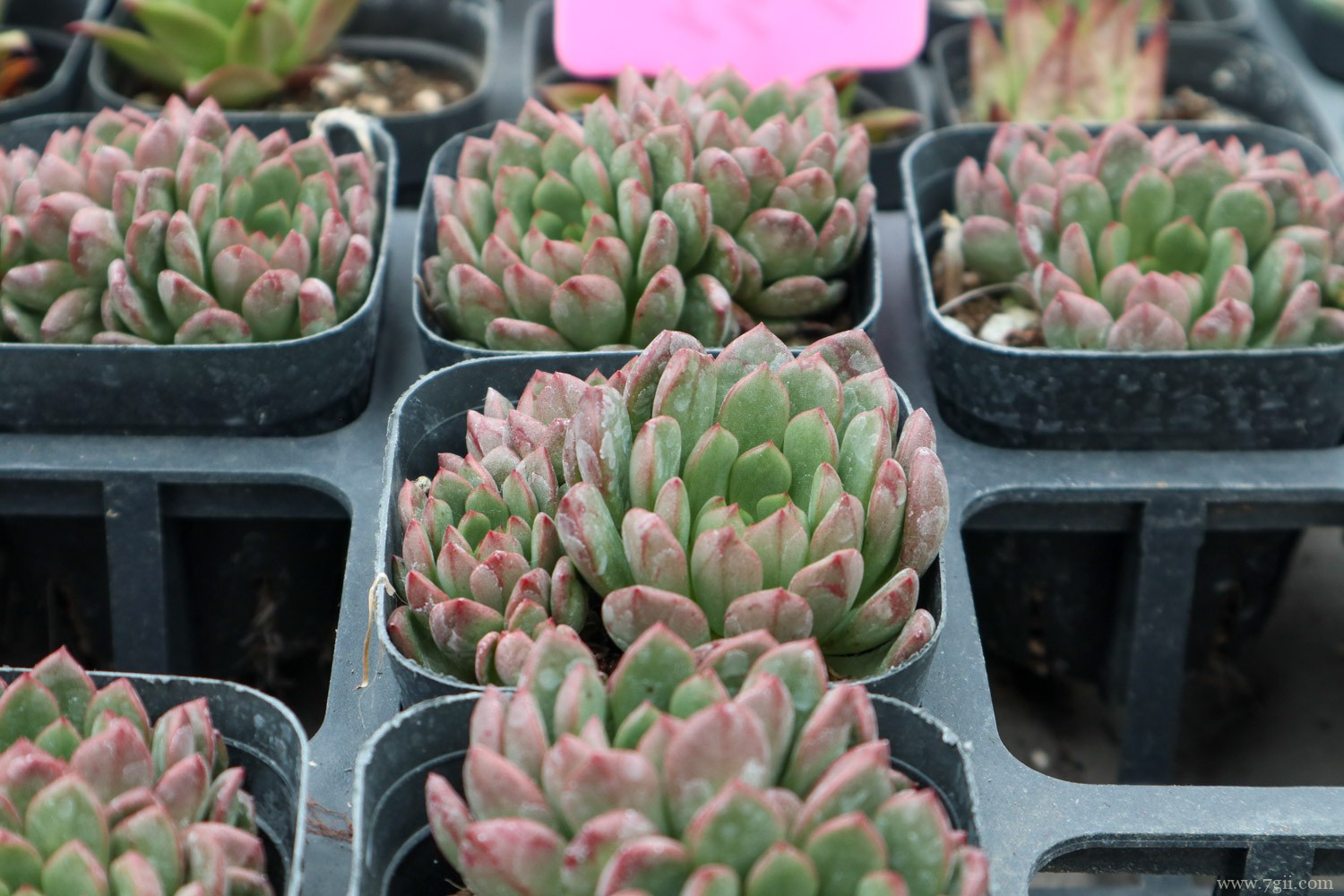 红宝石 十大最漂亮的多肉植物