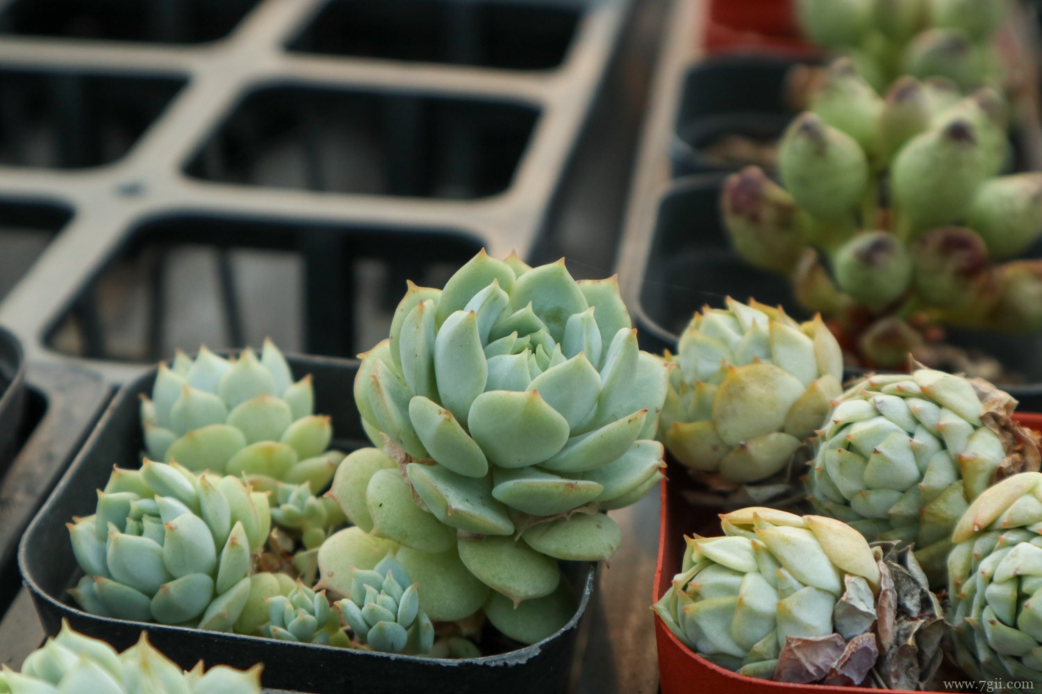 静夜 十大最漂亮的多肉植物