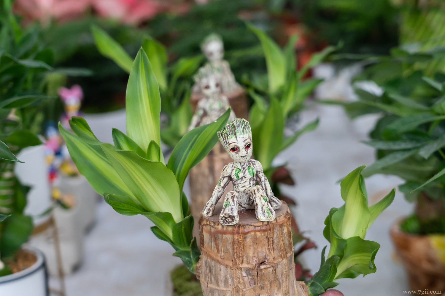 水培巴西木骗局，水培巴西木一直泡水里吗