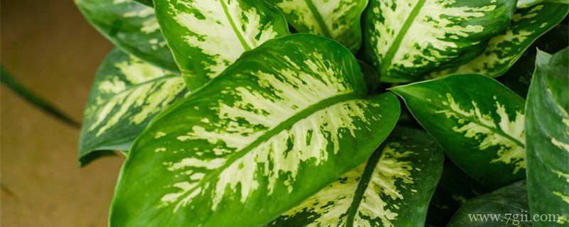 30种耐阴植物室内盆栽，耐阴的室内植物