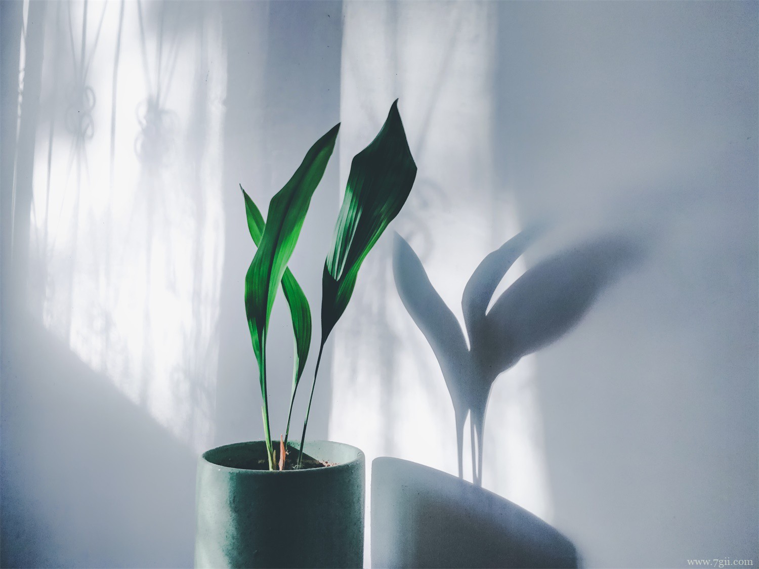 一叶兰 30种耐阴植物室内盆栽,耐阴的室内植物